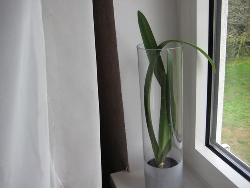 Hippeastrum amaryllis in - hippeastrum,