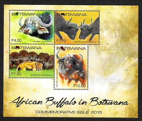 Botswana 2015 african buffalo - botswana, 2015: