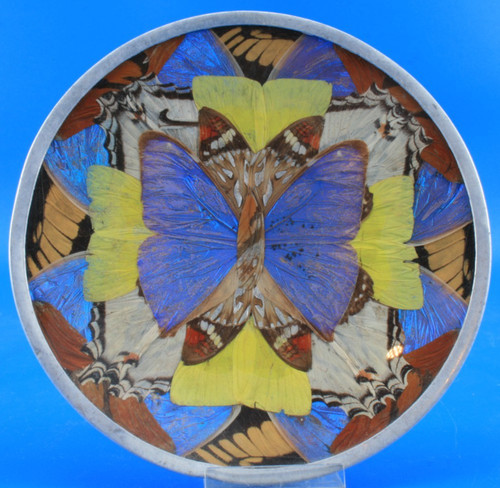 Schale schmetterling blue - schale,