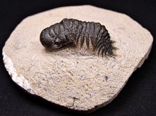 TRILOBIT Trilobiten Cheirurus