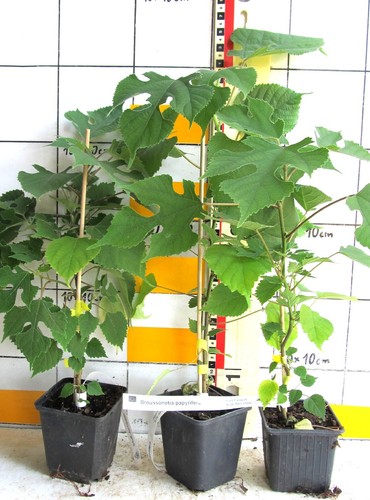 Broussonetia papyrifera - , /