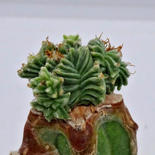 Kakteen – Kaktus –