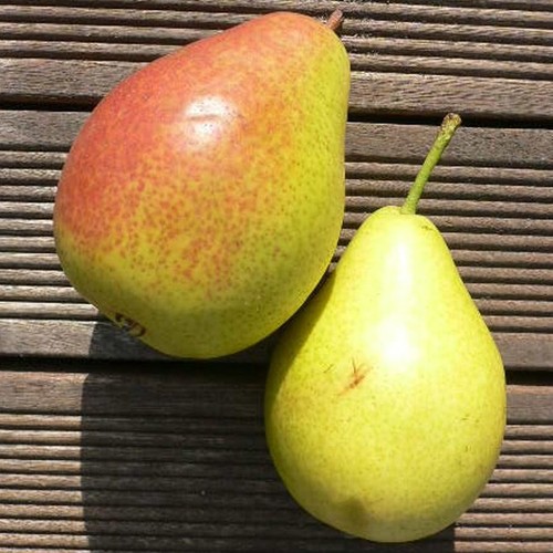 Gute luise herbstbirne - gute,