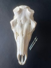 Nr.H4 SCHÄDEL ROTHIRSCH