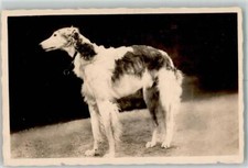 39649818 - Barsoi Windhund