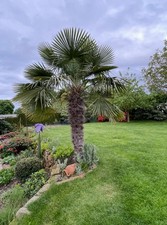 2 Stk. Hanfpalme Garten - Jungpflanze winterhart / ca. 20 cm Groß