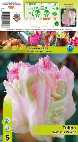 Tulpen - (◕‿◕)\@,