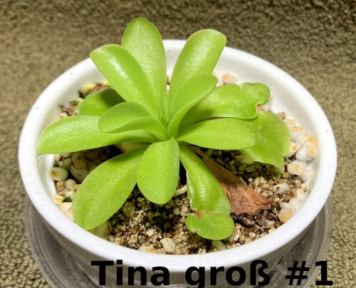 Fettkraut pinguicula - fettkraut,