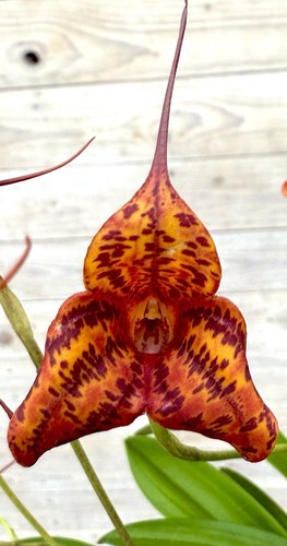 Masdevallia fire leopard new - masdevallia,