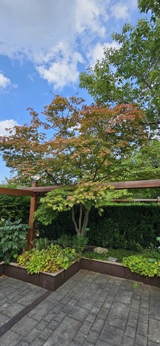 Acer japonicum aconitifolium - japonicum, 'aconitifolium'