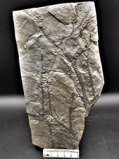 Lepidodendron ophiurus -