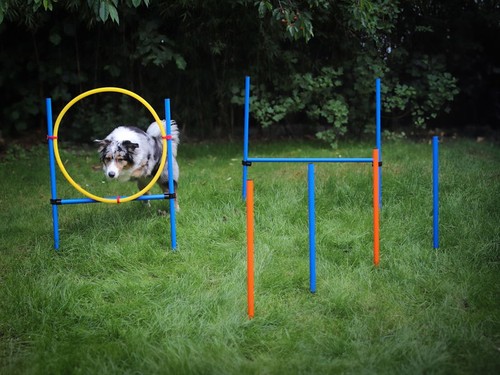 Hunde agility training - hunde, set