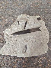 Fossil - Belemniten Paxillosus