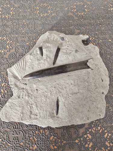 Fossil belemniten paxillosus - fossil,