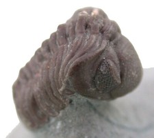 Devon  Morocops granulops