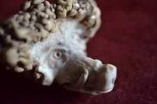 Keilerkopf Hirschhorn geschnitzt m.Behätnis für Schnupftabak