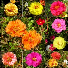 PORTULAKRÖSCHEN GEFÜLLTE