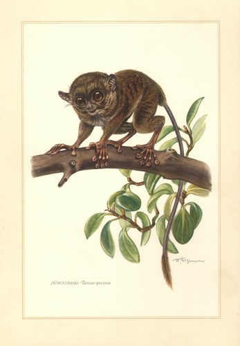 Sulawesi koboldmaki tarsius - sulawesi,