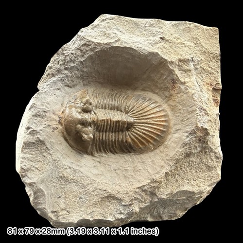 Seltener scutellum trilobit - seltener,
