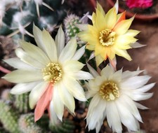 Chamaecereus Unikum Blüte gelb/rot 8 cm groß Kaktus