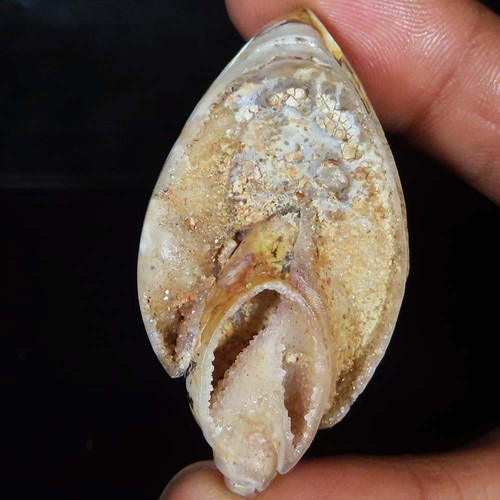 Natürlich fossil schnecke - fossil,