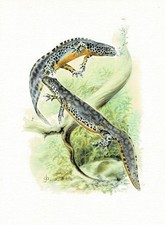 Bergmolch Schwanzlurche Molche - Kunstdruck-Bild - 25,5 x 17,5 cm (e)