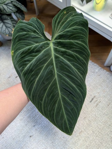 Philodendron splendid - philodendron,