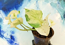 Epipremnum, white variegated