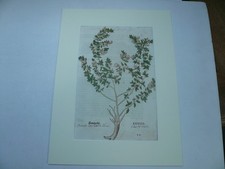 Dorn-Hauhechel, anno 1543, Leonhart Fuchs, Holzschnitt Altkoloriert, ORIGINAL