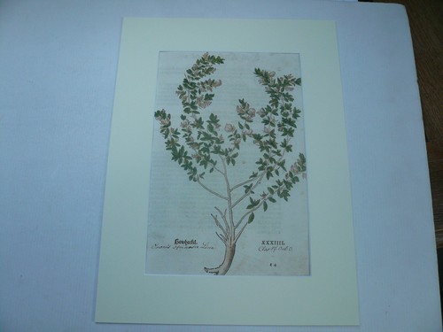 Dorn hauhechel anno 1543 - dorn-hauhechel,,