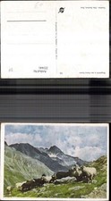 223441,Tiere Schafe Bergschafe