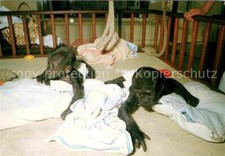72805140 Affen Baby-Gorillas Aufzuchthaus Stuttgart-Bad Cannstatt Wilhelma 