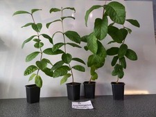 Mango -und Ananasguave Pflanze