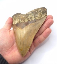 Gorgeous beautiful megalodon - gorgeous,