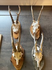 Geweihe Trophäe Konvolut 4