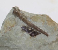 Fischschuppen, Knochen, Trias, Muschelkalk, Winterswijk, Niederlande -L212