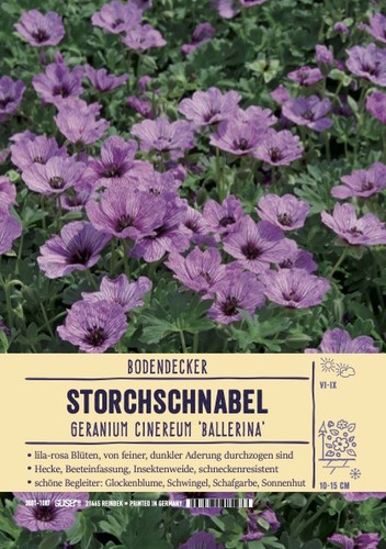 Geranium cinereum ballerina - geranium,