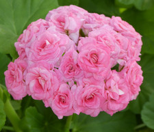 Geranie Pelargonie "Granger´s  Antique Rose" -  rosenblütig - im 9cm Topf