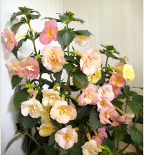 Achimenes (Schiefteller) Jellow English Rose 4 Rhizome African Violet,Zimmerpfl.