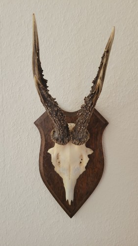 Geweih klein zum aufhängen - geweih,