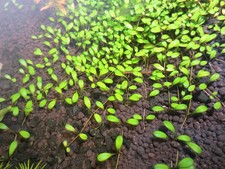 Aquarium wasser pflanze - wasser,