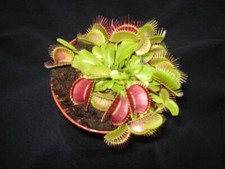 Fleischfressende Pflanze