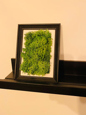 Moosbild ** 15 x 20 **