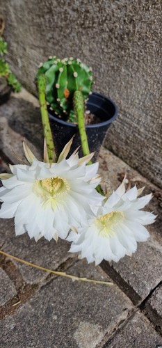 Blühfähiger domino kaktus - blühfähiger, domino-kaktus