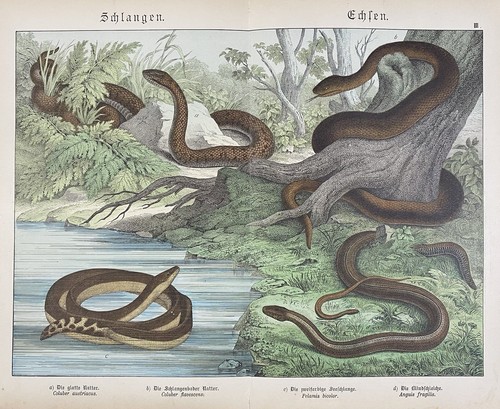 Antike grafik fauna schlangen - fauna:,