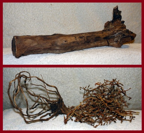 Holz deko terrarium becken - holz-deko,