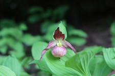 Cypripedium hotei-atsumorianum x planipetalum 5 mehrtriebige Jungpflanzen
