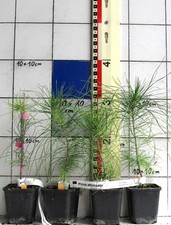 Pinus attenuata  -  seltene Kiefer aus Kalifornien  -Pflanze-