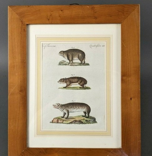 Kolorierter kupferstich tiere - kupferstich,