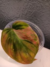 Philodendron Micans Variegated